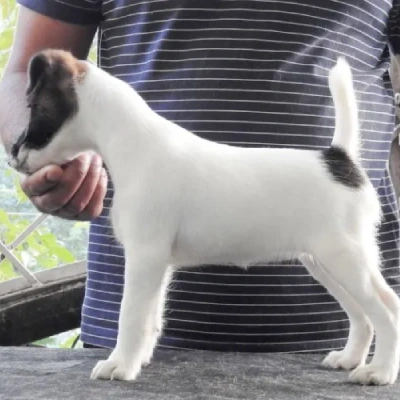 Smooth Fox Terrier puppies for sale in Udaipur