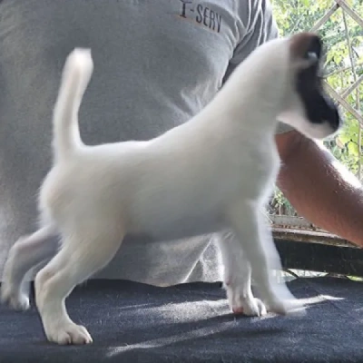 Smooth Fox Terrier puppies for sale in Vijayawada