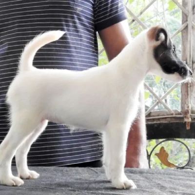 Smooth Fox Terrier puppies for sale in Bikaner