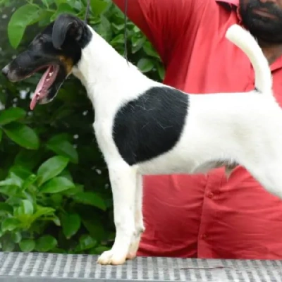 Smooth Fox Terrier puppies for sale in Jodhpur