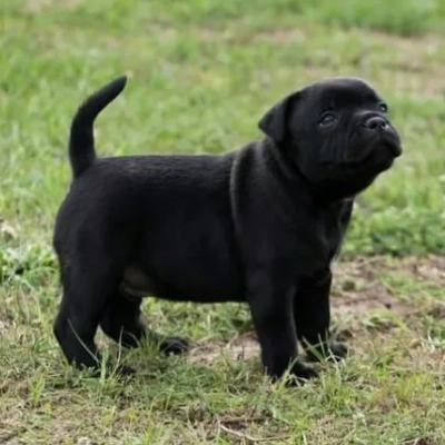 Staffordshire Bull Terrier

 puppies for sale in Jodhpur