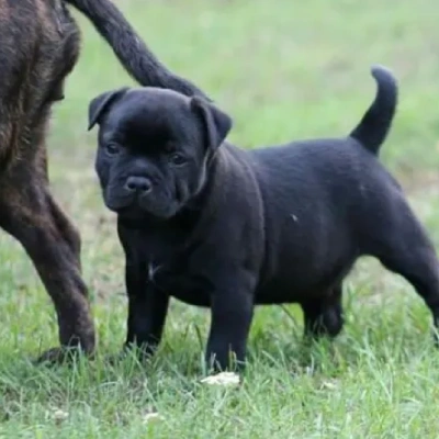 Staffordshire Bull Terrier  puppies for sale in Vijayawada