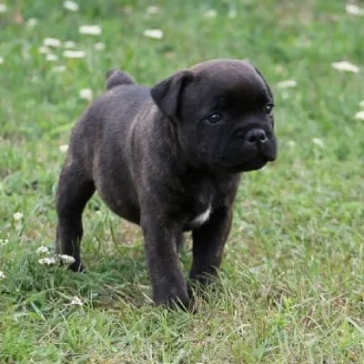 Staffordshire Bull Terrier

 puppies for sale in Jodhpur