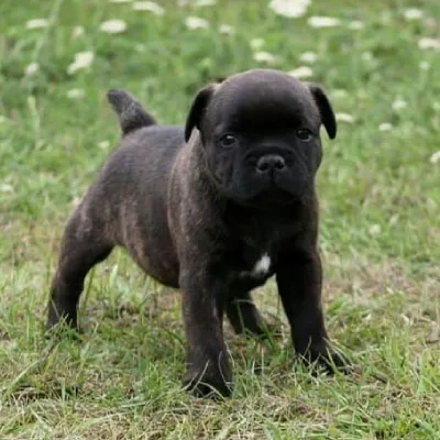 Staffordshire Bull Terrier

 puppies for sale in Bikaner