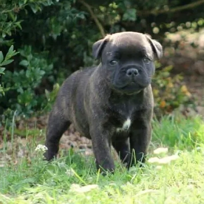 Staffordshire Bull Terrier

 puppies for sale in Bikaner