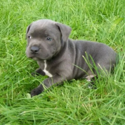 Staffordshire Bull Terrier

 puppies for sale in Bikaner