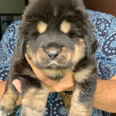 Tibetan Mastiff

 puppies for sale in Bikaner