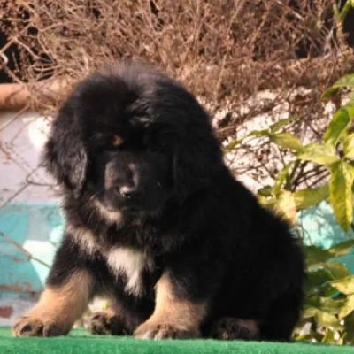 Tibetan Mastiff  puppies for sale in Visakhapatnam