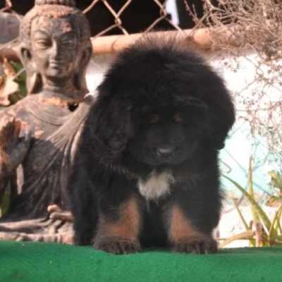 Tibetan Mastiff

 puppies for sale in Bikaner