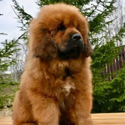 Tibetan Mastiff

 puppies for sale in Bikaner