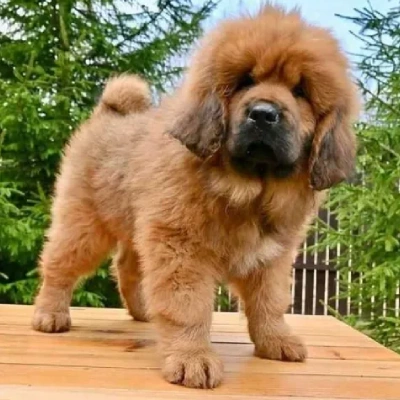 Tibetan Mastiff  puppies for sale in Visakhapatnam