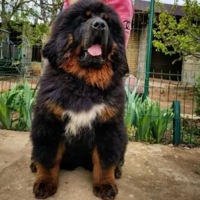 Tibetan Mastiff

 puppies for sale in Bikaner