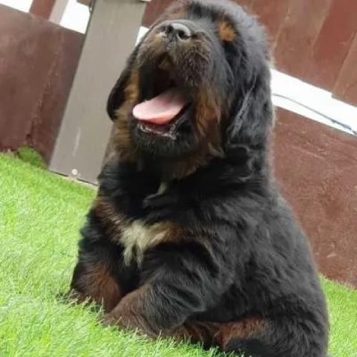 Tibetan Mastiff

 puppies for sale in Bikaner