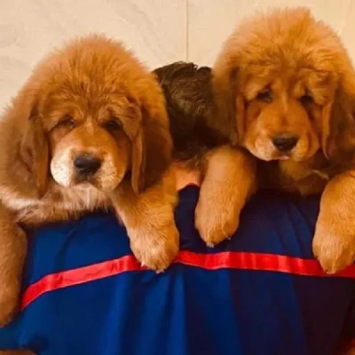 Tibetan Mastiff

 puppies for sale in Bikaner