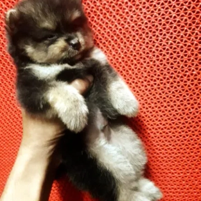 Toy Pom puppies for sale in Bikaner