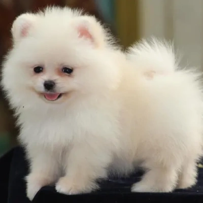 Toy Pom puppies for sale in Vijayawada