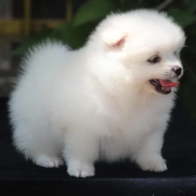 Toy Pom puppies for sale in Vijayawada