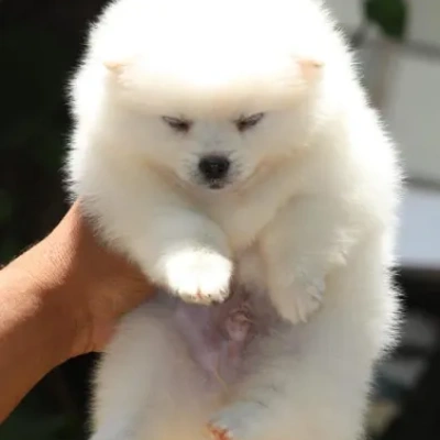 Toy Pom puppies for sale in Vijayawada