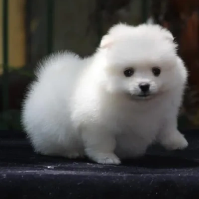 Toy Pom puppies for sale in Vijayawada