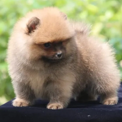 Toy Pom puppies for sale in Jodhpur