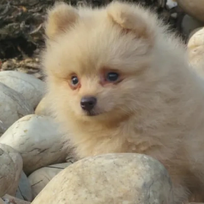 Toy Pom puppies for sale in Vijayawada