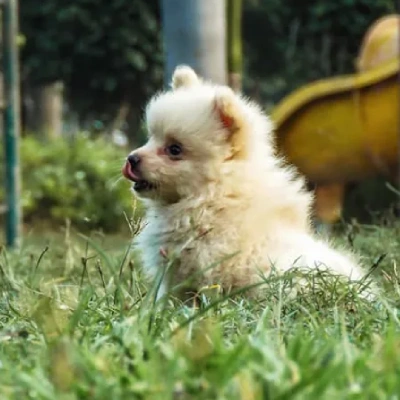 Toy Pom puppies for sale in Vijayawada