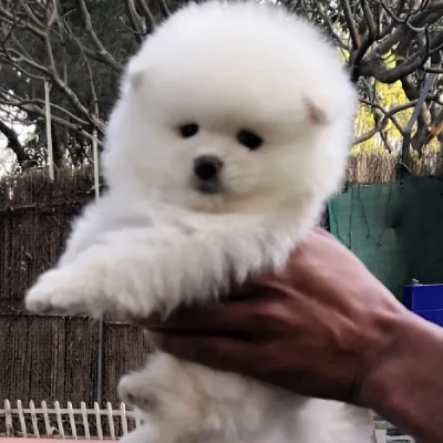 Toy Pom puppies for sale in Jodhpur