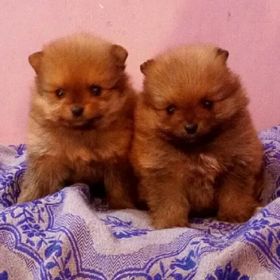 Toy Pom puppies for sale in Vijayawada