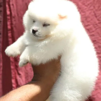 Toy Pom puppies for sale in Jodhpur