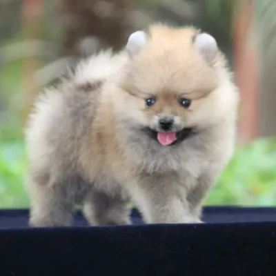 Toy Pom puppies for sale in Vijayawada