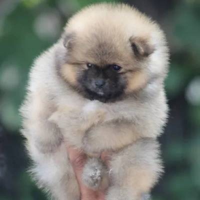 Toy Pom puppies for sale in Jodhpur