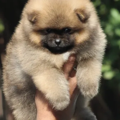 Toy Pom puppies for sale in Vijayawada