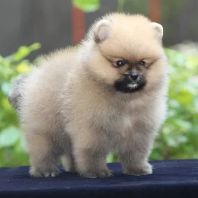 Toy Pom puppies for sale in Jodhpur