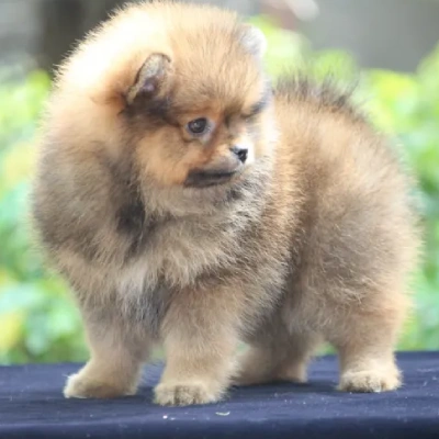 Toy Pom puppies for sale in Jodhpur