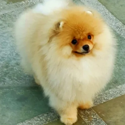 Toy Pom puppies for sale in Vijayawada