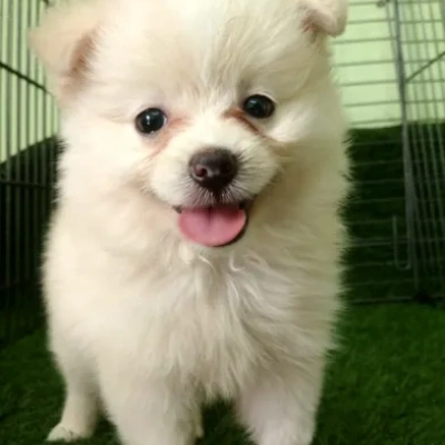 Toy Pom puppies for sale in Vijayawada