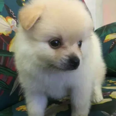 Toy Pom puppies for sale in Jodhpur