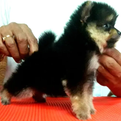 Toy Pom puppies for sale in Vijayawada