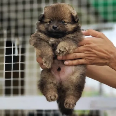 Toy Pom puppies for sale in Jodhpur