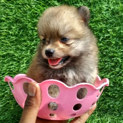 Toy Pom puppies for sale in Vijayawada