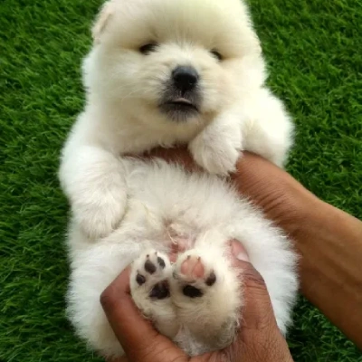 Toy Pom puppies for sale in Jodhpur