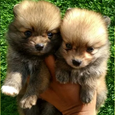 Toy Pom puppies for sale in Vijayawada