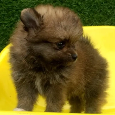 Toy Pom puppies for sale in Vijayawada