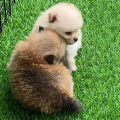 Toy Pom puppies for sale in Vijayawada