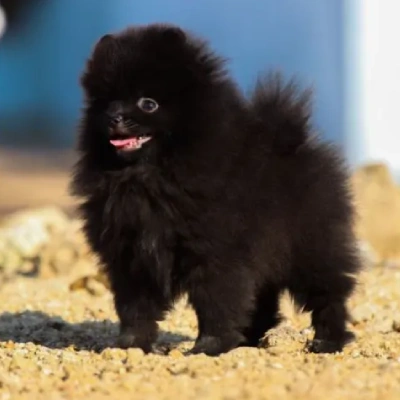 Toy Pom puppies for sale in Vijayawada