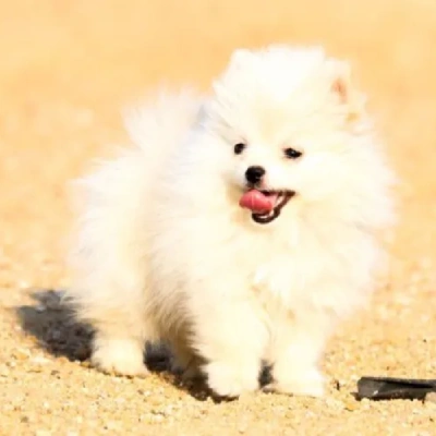 Toy Pom puppies for sale in Vijayawada