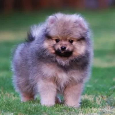 Toy Pom puppies for sale in Jodhpur