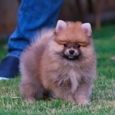 Toy Pom puppies for sale in Jodhpur