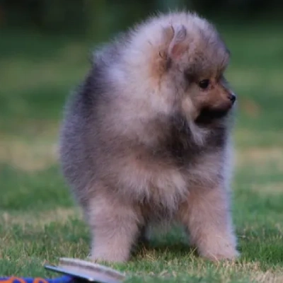 Toy Pom puppies for sale in Vijayawada