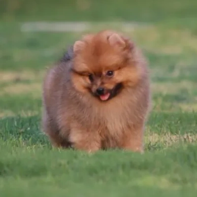 Toy Pom puppies for sale in Jodhpur